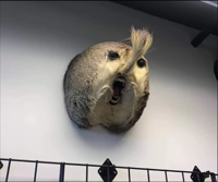 loni19