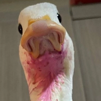 DucKer