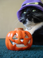 Gatobrujo